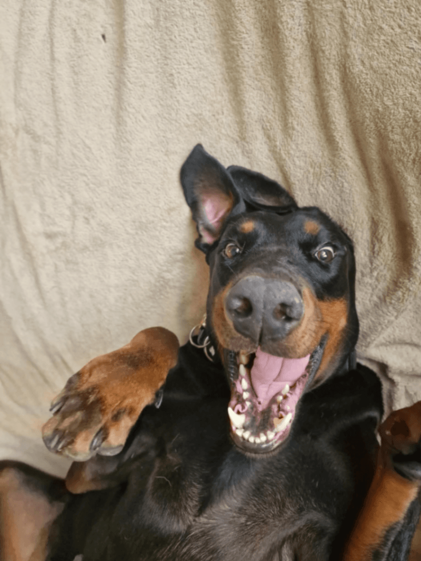 Doby Rex